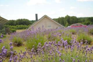 Кемпинги Lavender Village Kiemeliai-0