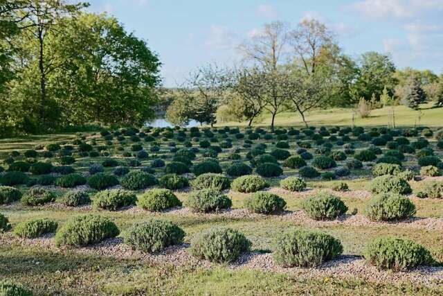 Кемпинги Lavender Village Kiemeliai-7